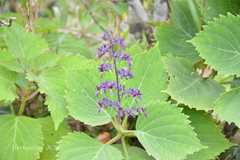 Plectranthus urticifolius
